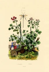Geranium
